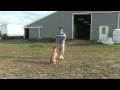 Bir Top İle Yakalamak Oynamak İçin Bir Köpek Öğretmek İçin Nasıl Köpek Eğitim İpuçları :  Resim 3