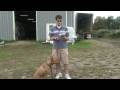 Köpek Dengeli Bir Diyet Beslemek İçin Nasıl Köpek Eğitimi, Beslenmesi Ve Bakımı :  Resim 3