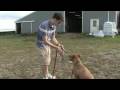 Köpek Terbiye, Beslenme Ve Bakım: Nasıl Bir Köpek Namlu Çıkış İçin Resim 3