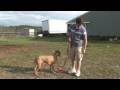 Sıkılmış Olmaktan Köpek Tutmak İçin Nasıl Köpek Eğitimi, Beslenmesi Ve Bakımı :  Resim 3
