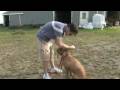 Köpek Terbiye, Beslenme Ve Bakım: Nasıl Bir Köpek Namlu Çıkış İçin Resim 4