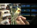 Bir Sultan Papağanının Satın Almak İçin Nasıl Kuşlar Evcil Hayvan :  Resim 3