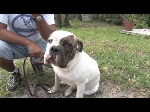 Bir Bulldog İçin Bakım Nasıl Köpek Eğitim İpuçları :  Resim 1