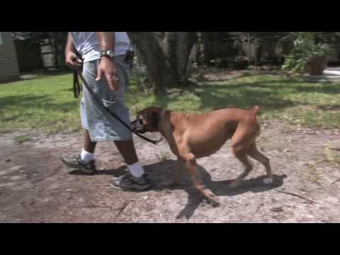 Tasma-Tren Bir Köpek Nasıl Köpek Eğitim İpuçları :  Resim 1