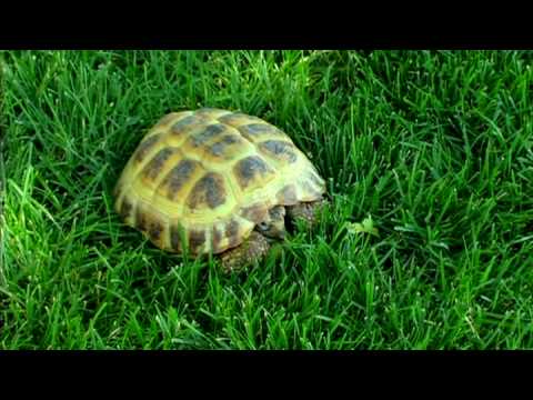 Evde Beslenen Hayvan Kaplumbağa: Kaplumbağam Yemek Olmaz Resim 1