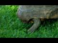 Evde Beslenen Hayvan Kaplumbağa: Bir Kaplumbağa Davranışını Nedir?