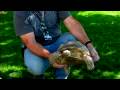 Evde Beslenen Hayvan Kaplumbağa: Mini Evde Beslenen Hayvan Turtles Resim 3