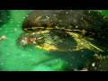 Boyalı Kaplumbağa Bakmak İçin Nasıl Kaplumbağalar Evcil Hayvan :  Resim 4
