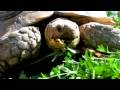 Evde Beslenen Hayvan Kaplumbağa: Kaplumbağa Beslenme Alışkanlıkları Resim 4