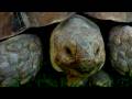 Evde Beslenen Hayvan Kaplumbağa: Kaplumbağa Kabuğu Temizlemek Nasıl Resim 4