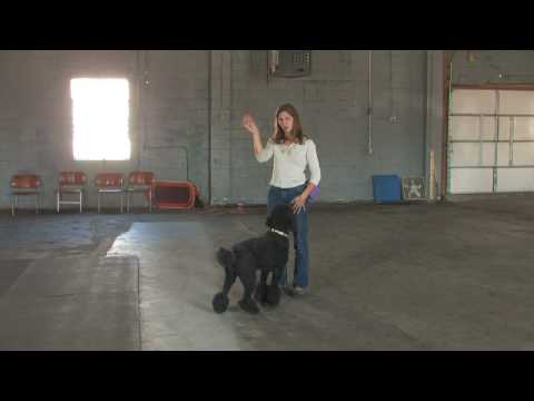 Belirli Davranışlar İçin Bir Köpek Eğitmek İçin Bir Kumanda Kullanmak İçin Nasıl Bir Eğitim Köpek : 
