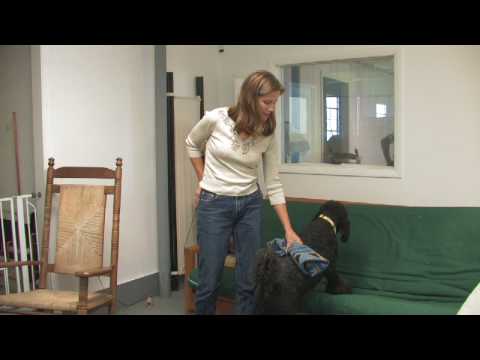 Koku Köpek Eğitmek İçin Nasıl Bir Eğitim Köpek : 