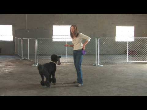 Köpek Eğitimi : Oyuncak Almak İçin Köpek Eğitim 