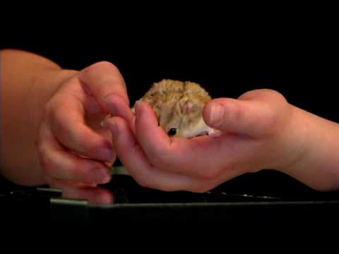 Hamster Eğitmek İçin Nasıl Kemirgen Hayvan :  Resim 1