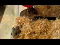 Kemirgen hayvan : Hamster Nasıl\'s Doğal Habitat