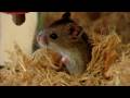 Hamster Eğitmek İçin Nasıl Kemirgen Hayvan :  Resim 4