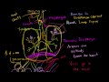 Akciğer Ve Akciğer Sistemi Resim 4