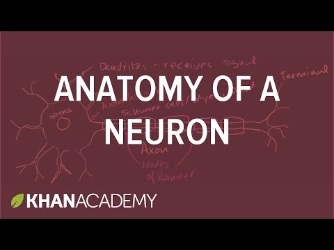 Bir Nöron Anatomisi Resim 1