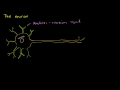 Bir Nöron Anatomisi Resim 3