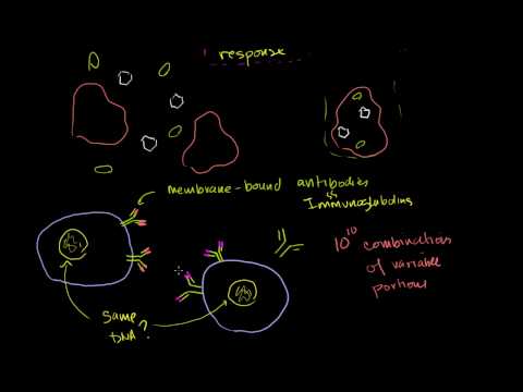 B Lenfositler (B Hücreleri) Resim 1