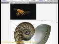 İlahi Oran Veya Adobe Illustrator Uygulamasında Altın Oran Resim 3