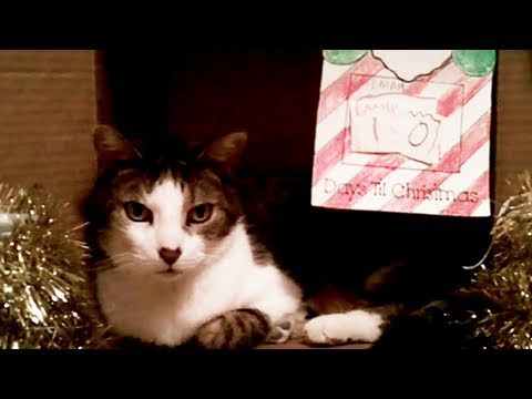 Kokulu Kedi Noel İçin Sarılmak! Resim 1