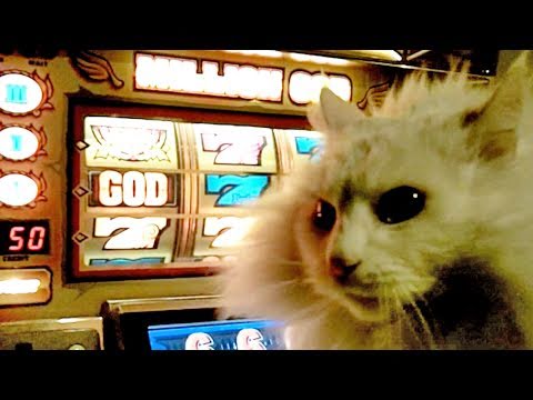 Casino Kitty Sayısı Jackpot!