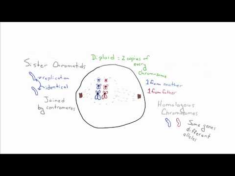 Biyoloji - 8 - İkili Bölünme Ve Mitoz Giriş Resim 1