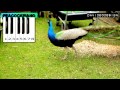 Tavus Kuşu Piyano Etkileşimli Resim 2