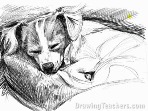 Çizim Ders: Nasıl Bir Köpek Çizmek Resim 1