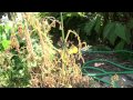 Domates Bahçe: Sebze Bahçe Böcekler Tanımlama Resim 3