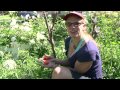 Domates Bahçe: Nasıl Bakım İçin Olgun Domates Resim 4