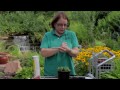 Bahçe İpuçları: Ortancaların Üzerinden Bir Kesme Çiçek Bitki Nasıl Resim 4