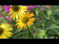 Bahçe İpuçları: Nasıl Bir Açık Kapı Çiçek Yatak Manzara Resim 4