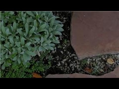 Bahçe İpuçları: Nasıl Karıncalar, Çiçek Bahçeleri Dışında Tutmak İçin Resim 1