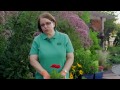 Bahçe İpuçları: Nasıl Gerbera Papatya Çiçek Yetişir Mi? Resim 3