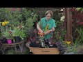 Bahçe İpuçları : Bir El Arabasına Çiçekler Bitki Nasıl & Bahçenizde Diğer Öğeleri  Resim 3