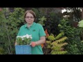 Bahçe İpuçları : Bir El Arabasına Çiçekler Bitki Nasıl & Bahçenizde Diğer Öğeleri  Resim 4