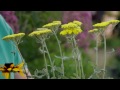 Bahçe İpuçları: En Hızlı Büyüyen Çiçek Bir Kesme Bahçe İçin Resim 4