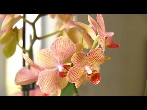 Orkide Nakli Nasıl | S. Allen Smith Klasikleri Resim 1