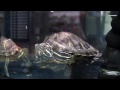 Buckys Vlog - 2 - Çizburger, Walmart Ve Kaplumbağalar Resim 4