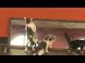 Ayna - Ayna Cats, Kediler Marvel Resim 3