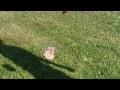Buckys Vlog - 12 - Havai Fişek Resim 3