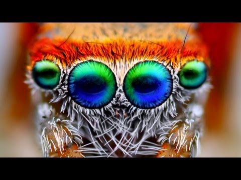 Saitis Barbipes - En Güzel Atlama Örümcek