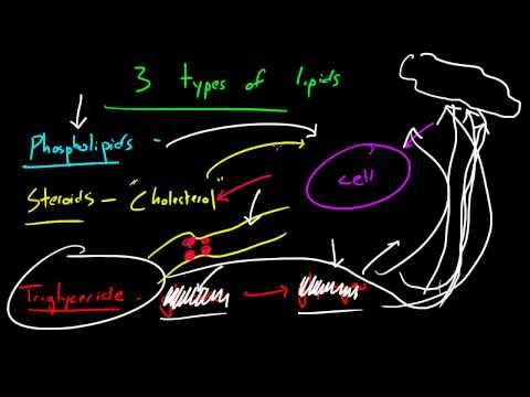 Biyoloji Ders - 14 - Lipidler