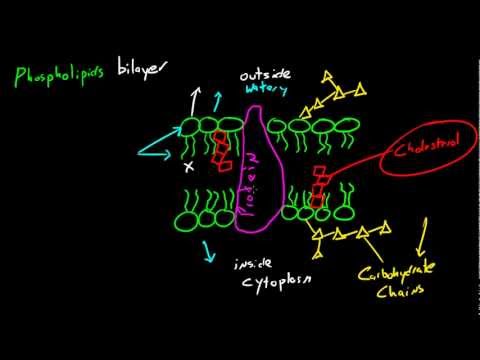 Biyoloji Ders - 16 - Plazma Zarı