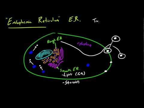 Biyoloji Ders - 22 - Endoplazmik Retikulum Resim 1