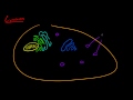Biyoloji Ders - 24 - Lysosome Resim 3