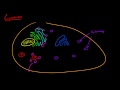 Biyoloji Ders - 24 - Lysosome Resim 4