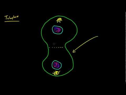 Biyoloji Ders - 50 - Mitoz Metafaz, Anafaz Ve Telofaz Resim 1